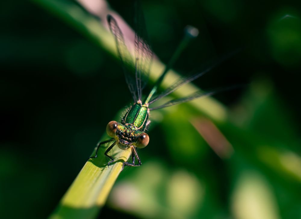 Photograph by Олег Зальвовский