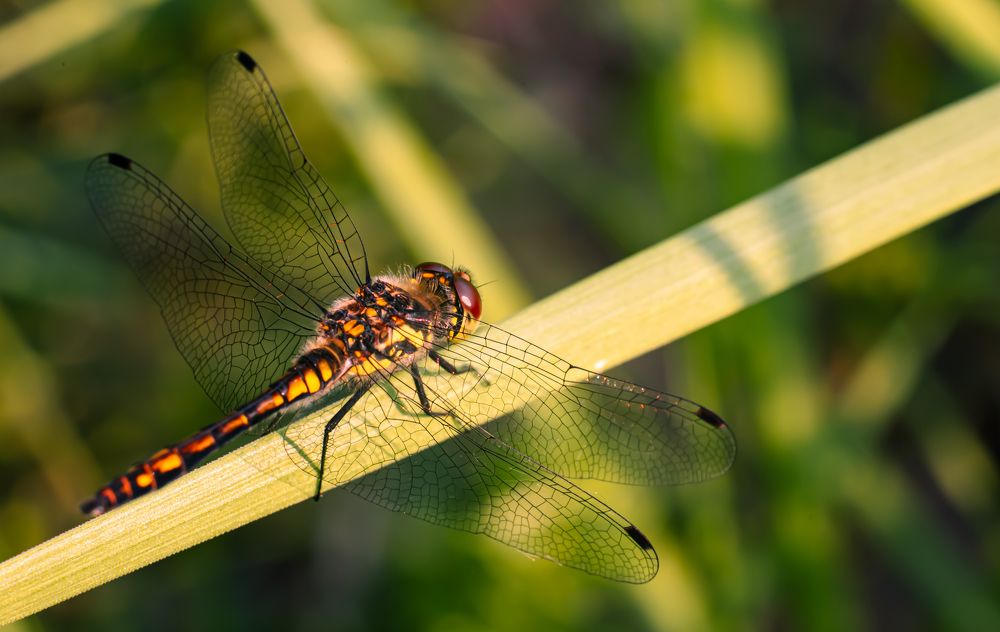 Photograph by Олег Зальвовский