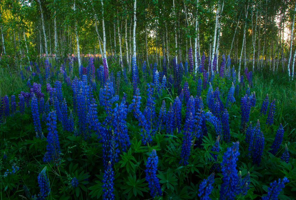 Июнь, люпиновый месяц