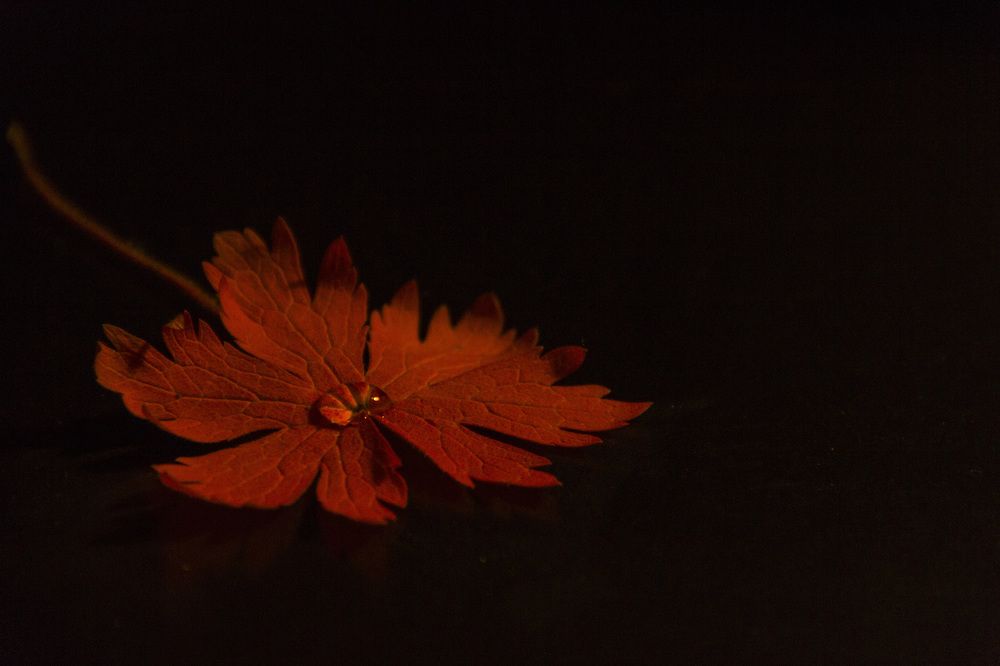 Photograph by Anna Gapanovich