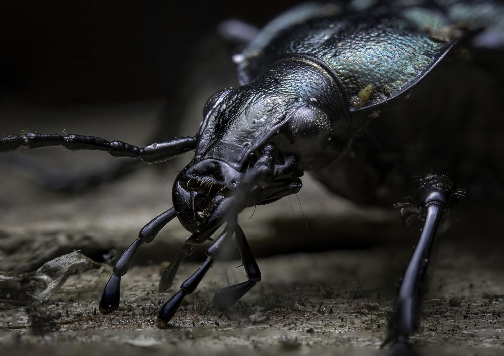 Photograph by Александр Рындин