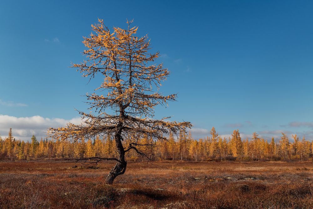 В гордом одиночестве