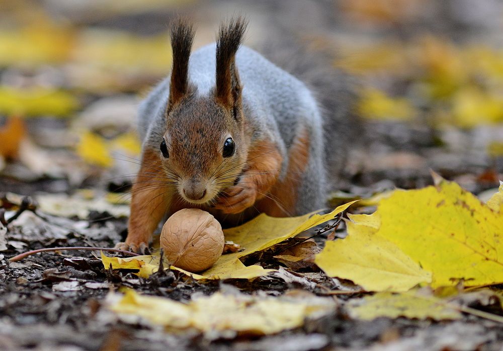 The nut.