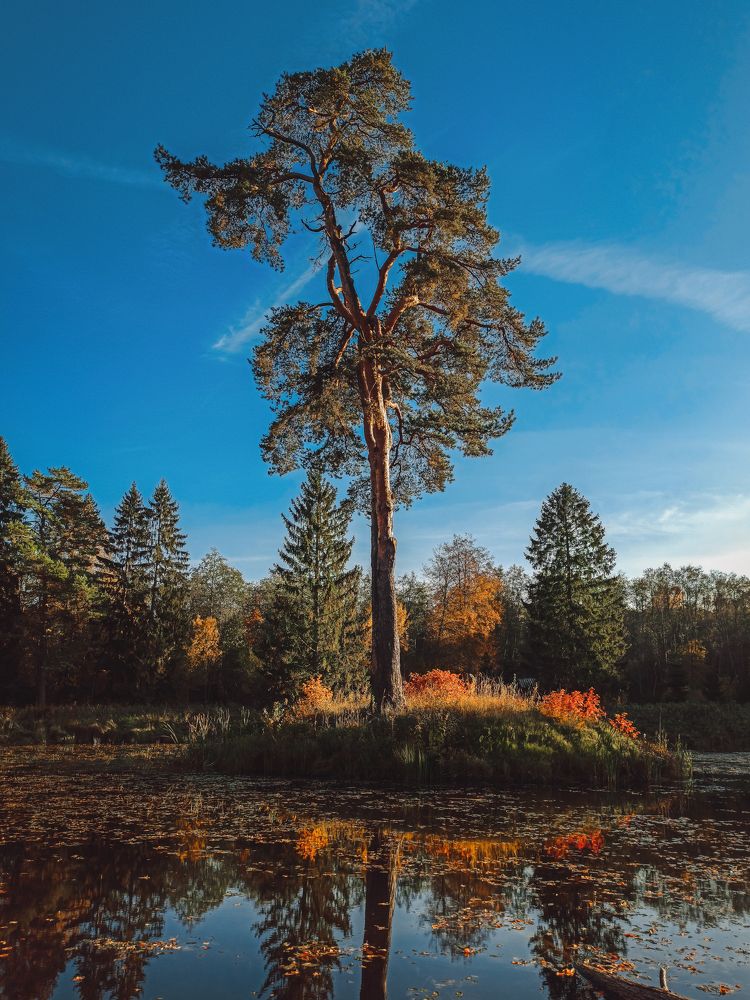 Одинокая судьба