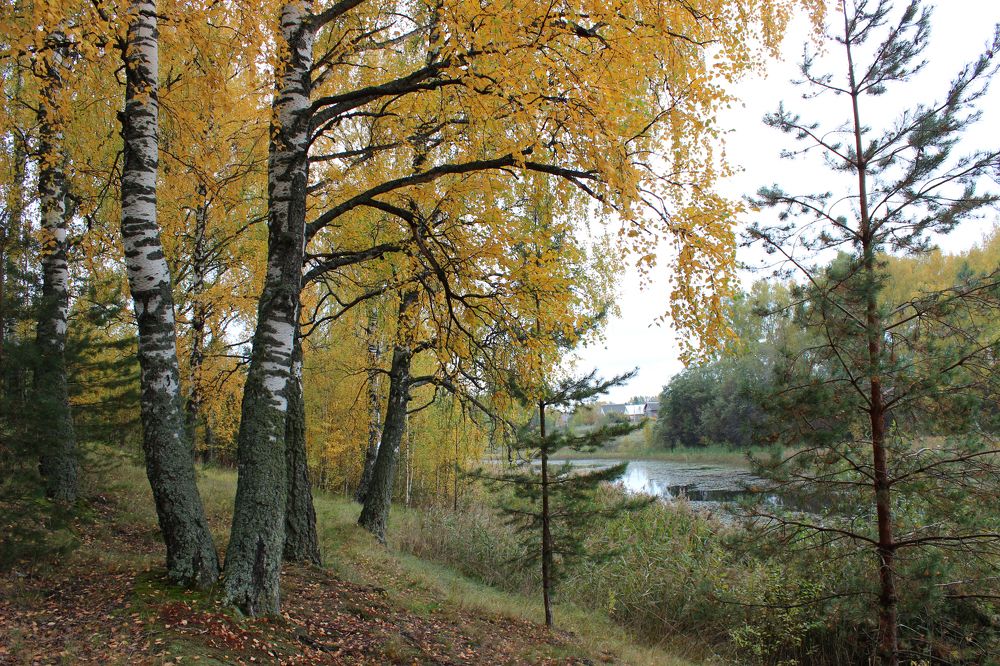 Photograph by Балашова Светлана