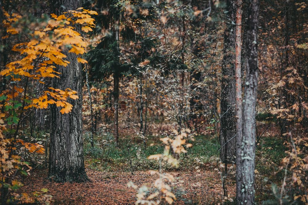 Photograph by Елена Буканина