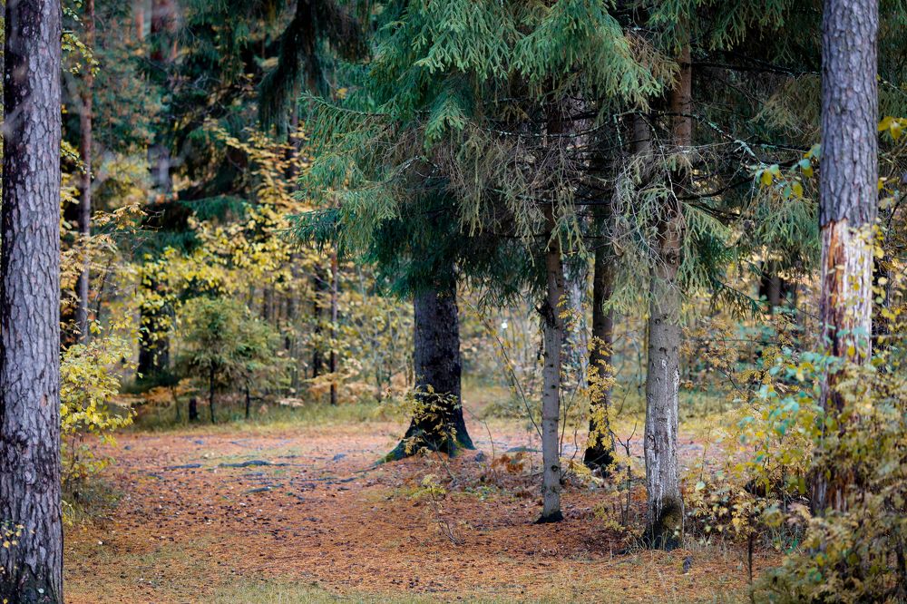 Photograph by Елена Буканина