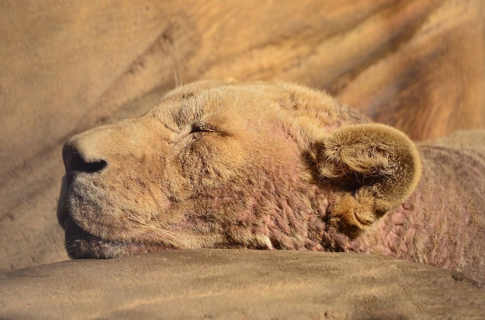 Мудрая старость.