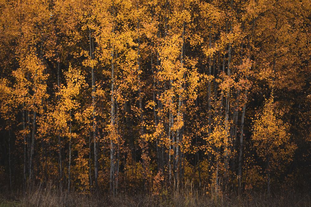 Photograph by Сергей Забиякин