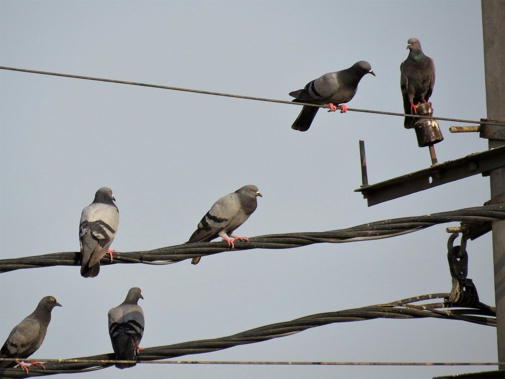 Pigeons on top of electricity lines