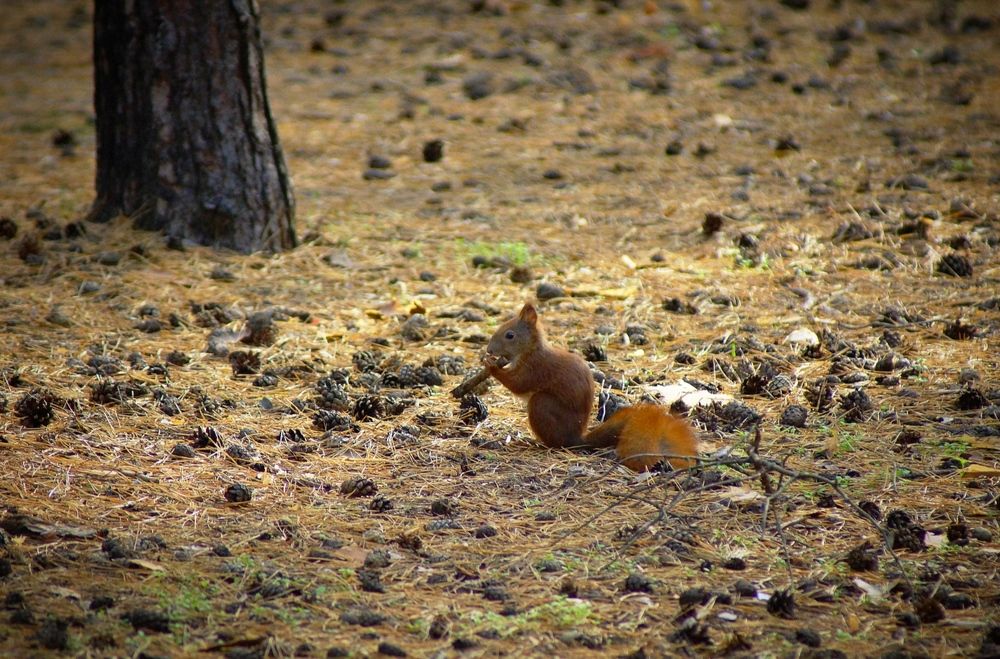 Photograph by Олег Чубайкин
