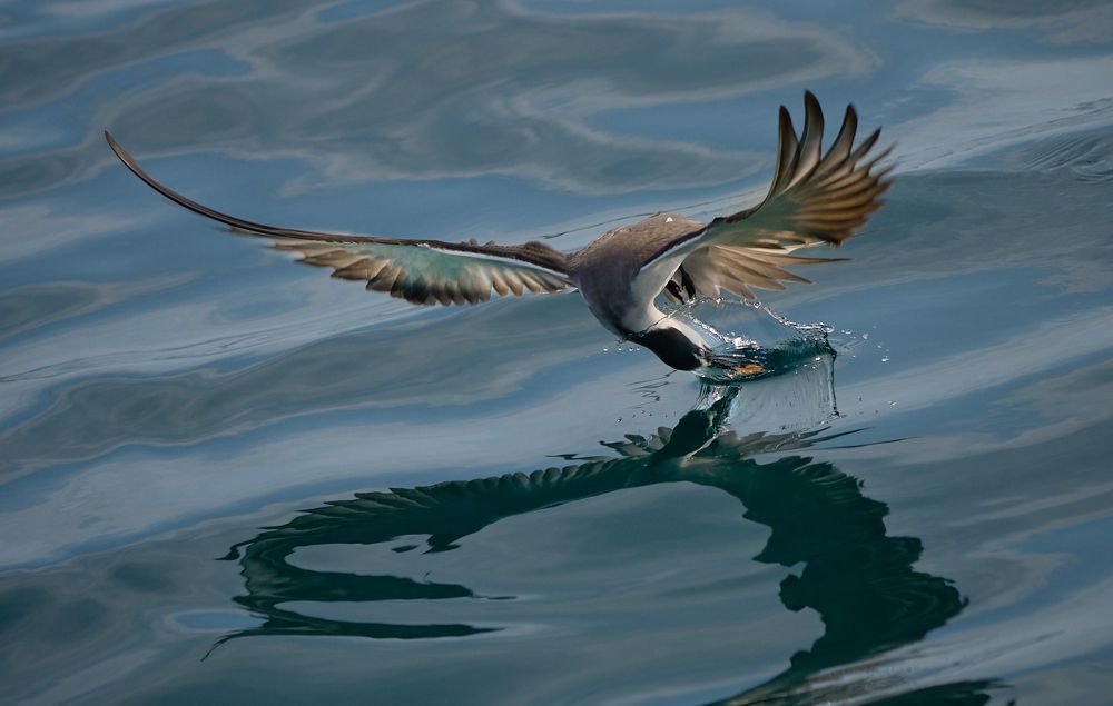 Фотография автора Maurice Leung