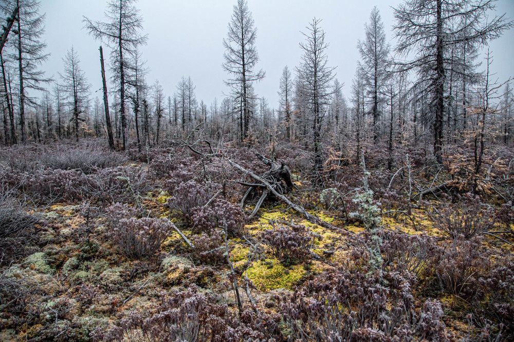 Photograph by Галина Мозолевская