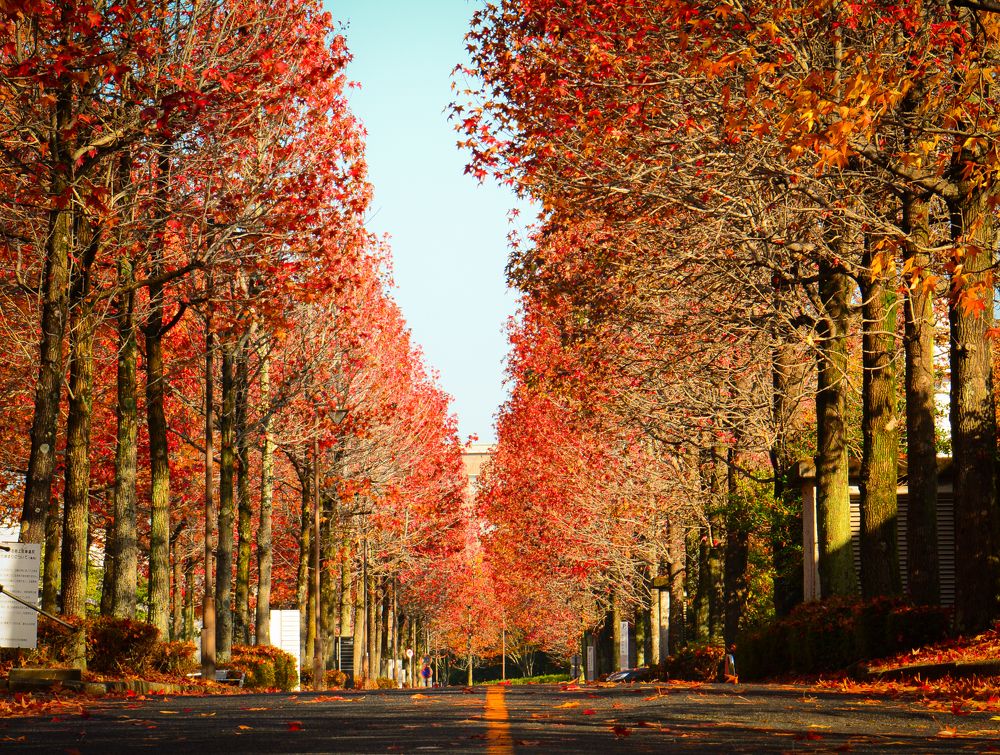 momiji trees in a row