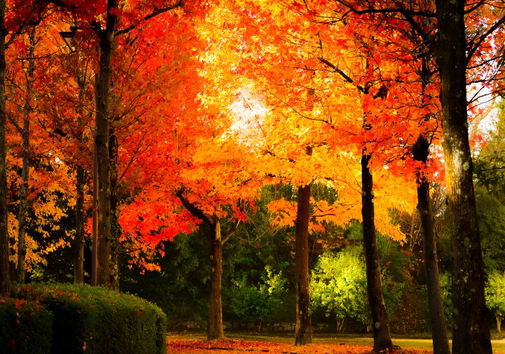 momiji trees in a row