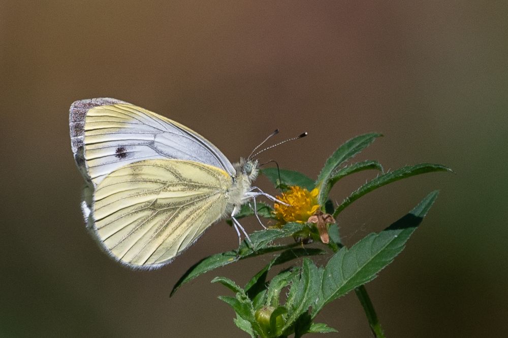 Photograph by Александр Щербаков