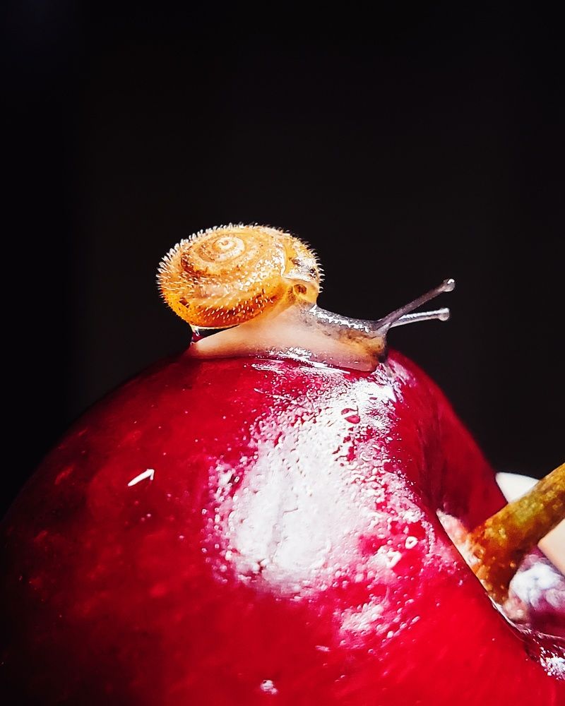 Cherry