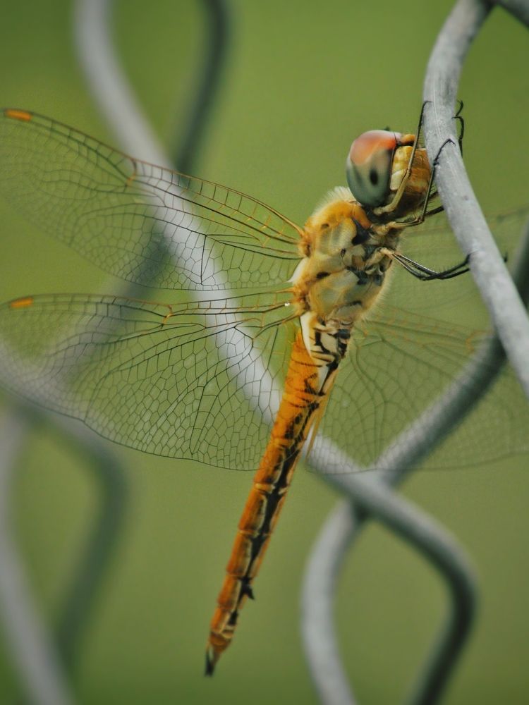 Photograph by Wangchhen Lama