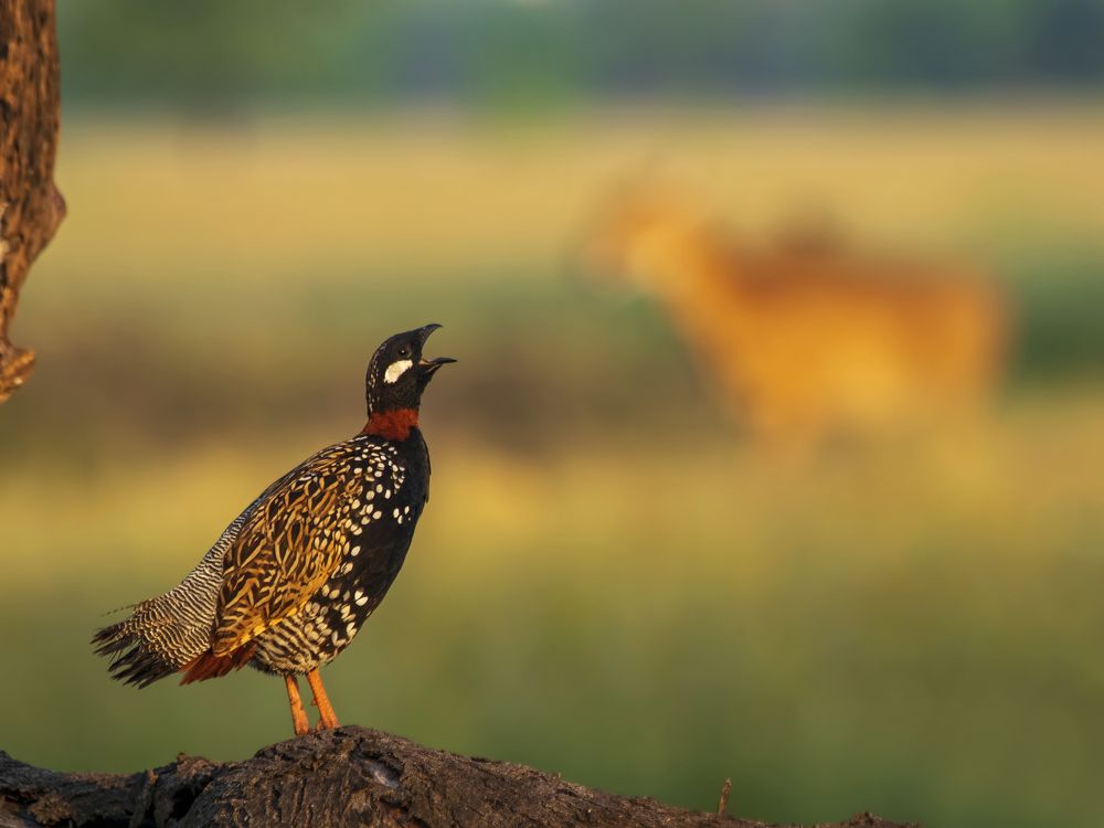 Фотография автора hitesh chawla