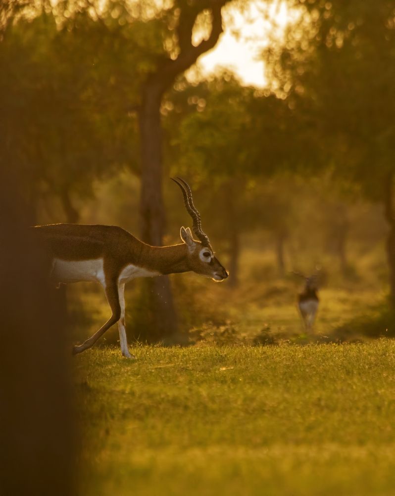 Фотография автора hitesh chawla