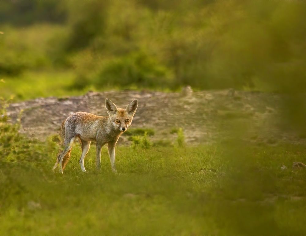 Photograph by hitesh chawla