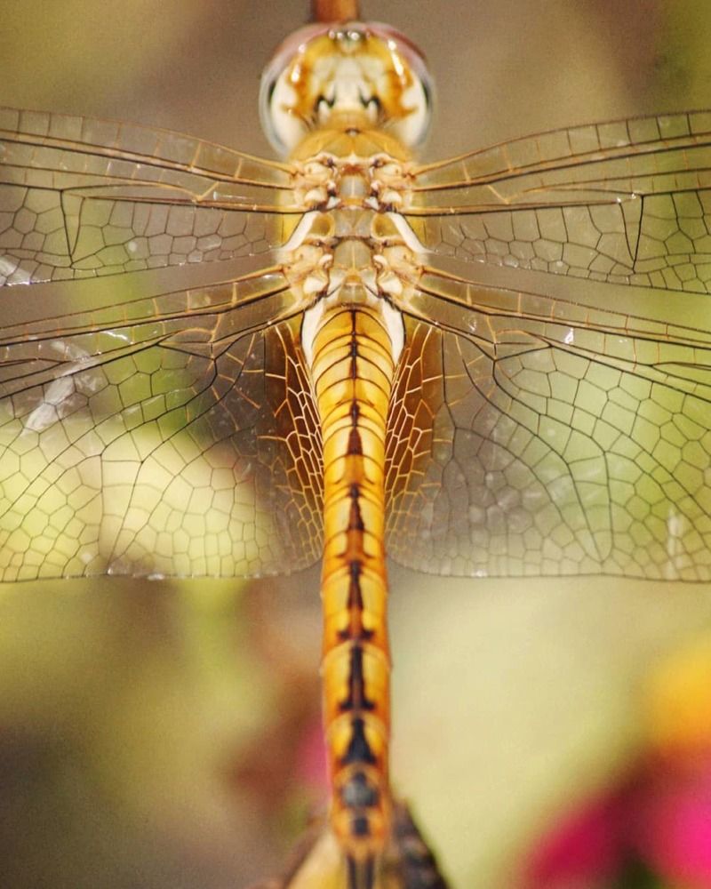 Photograph by Wangchhen Lama