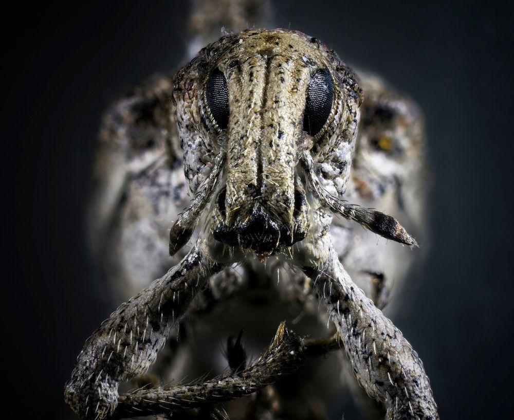Weevil from close distance ;)