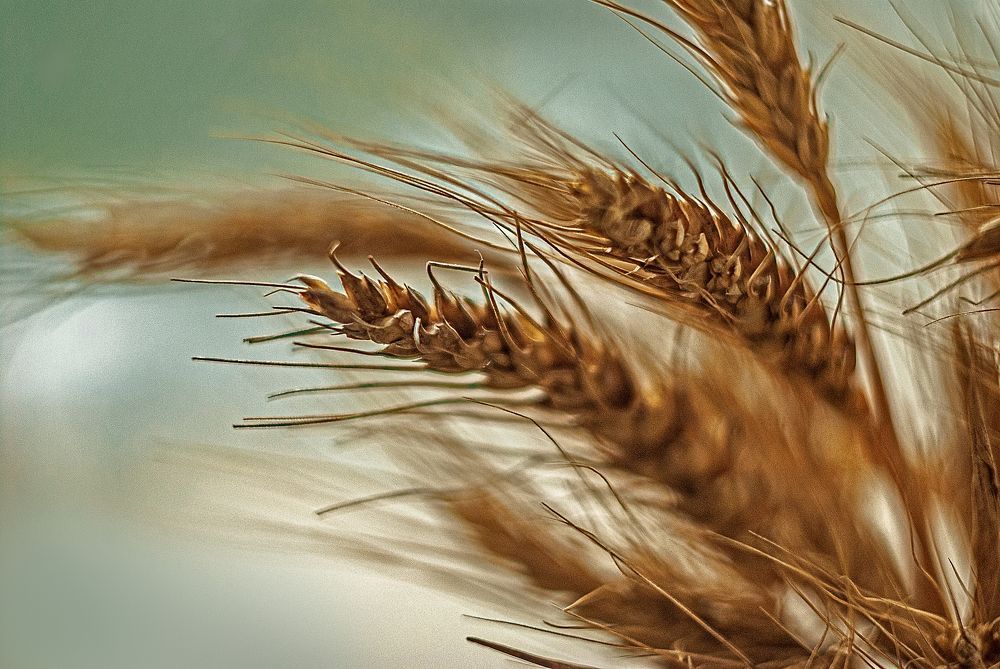 Фотография автора Елена Савельева