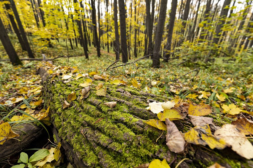 Photograph by Александр Евстигнеев