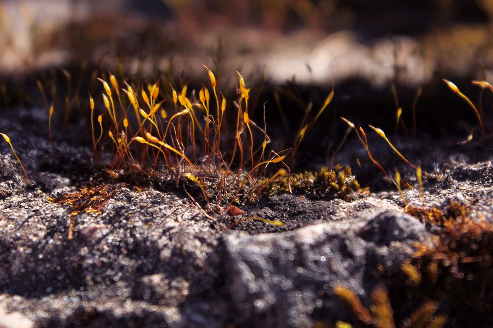 Photograph by Наталья Муравейко