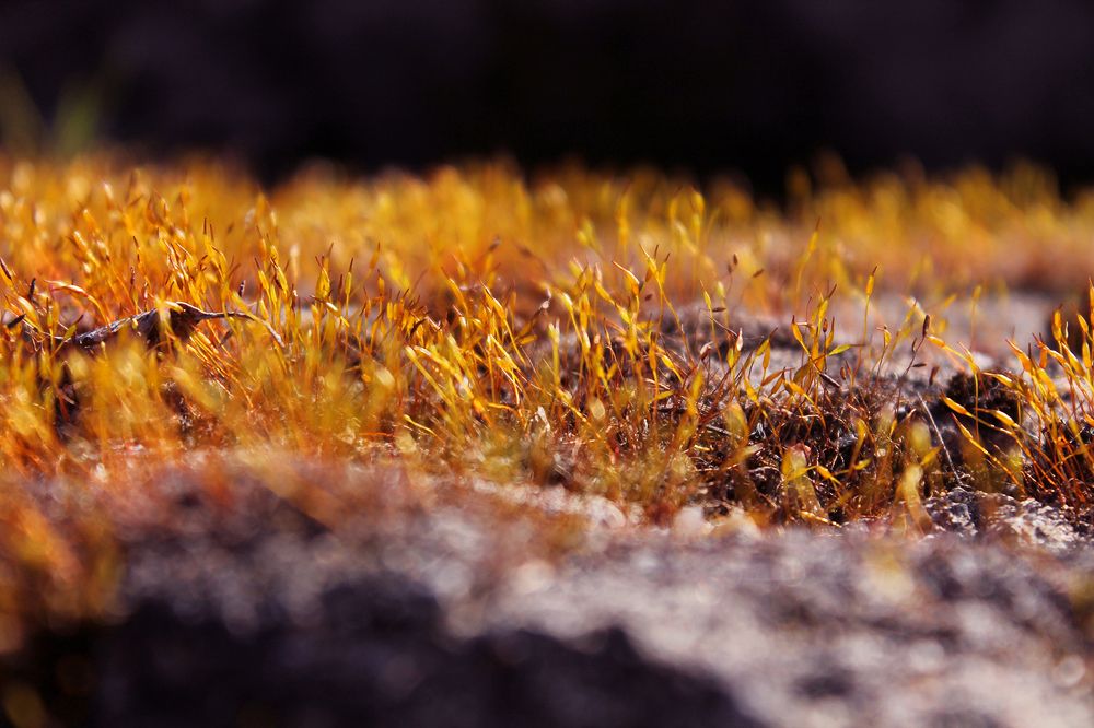 Photograph by Наталья Муравейко