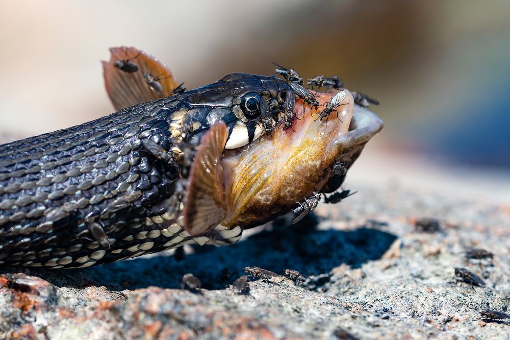 Photograph by Александр Абросимов