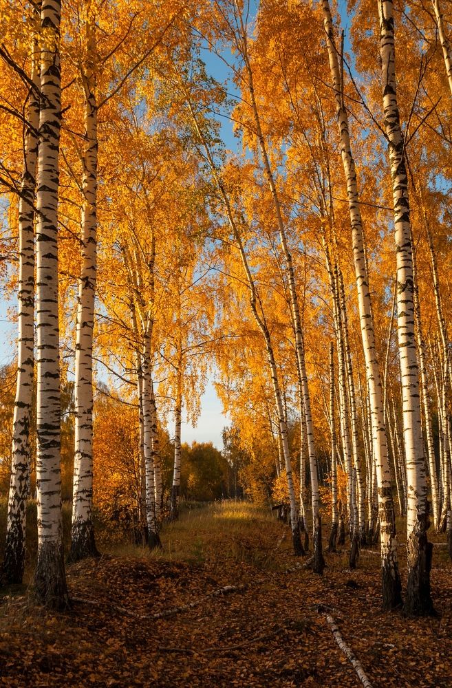 Photograph by Андрей Папанов