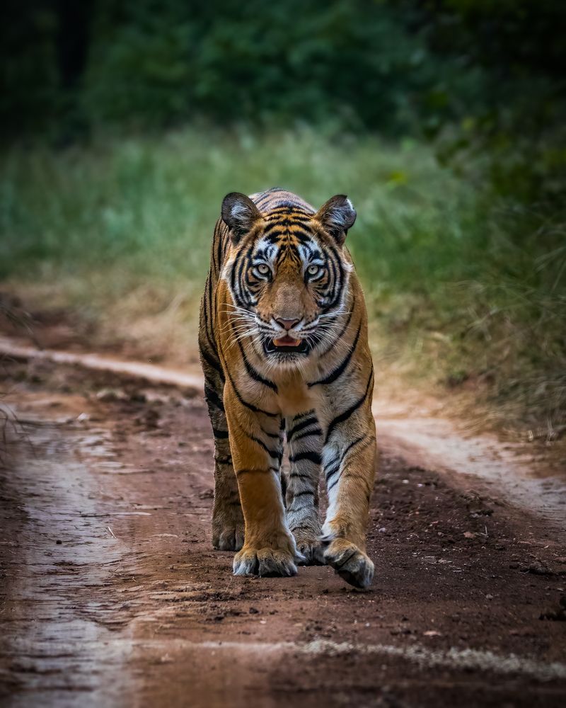 Photograph by VIKRAMJOT SINGH