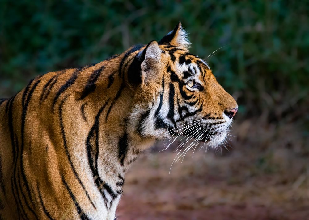 Photograph by VIKRAMJOT SINGH