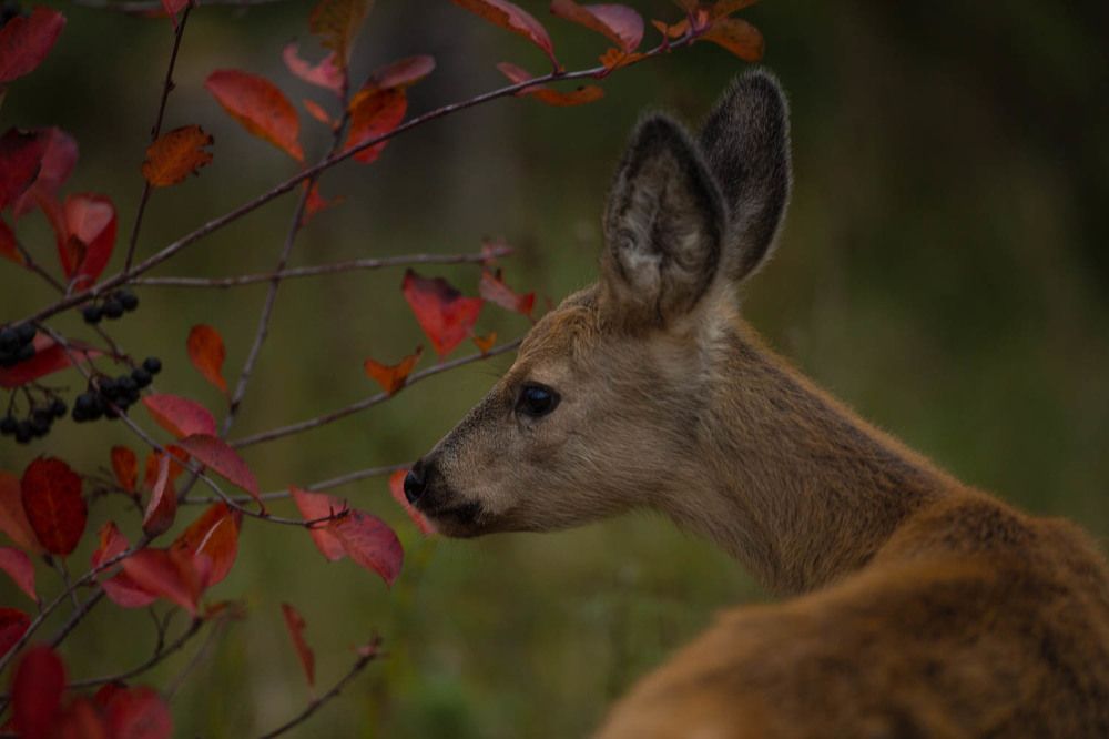 Photograph by Ольга Петруша