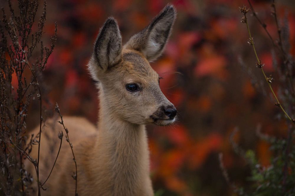 Photograph by Ольга Петруша