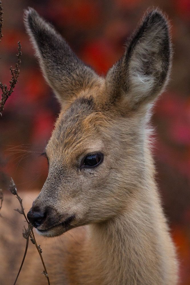 Photograph by Ольга Петруша
