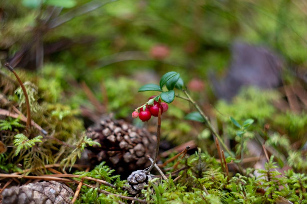 Photograph by Алина Ерехинская