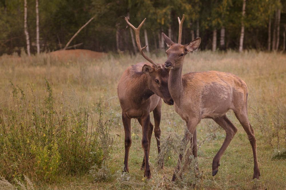 Photograph by Ольга Петруша
