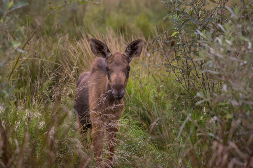 Photograph by Ольга Петруша