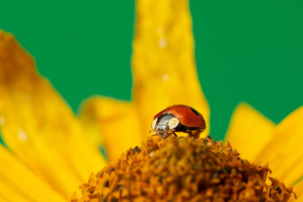 Photograph by Сергей Беляевский