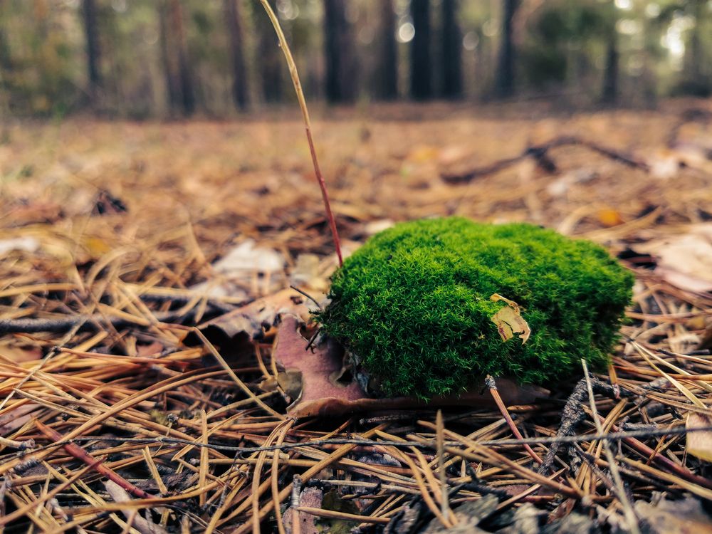 Photograph by Данил Батурин