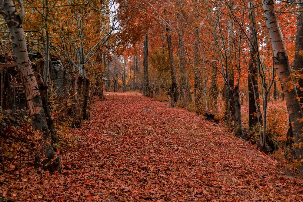 Фотография автора Abbas Ahmadi