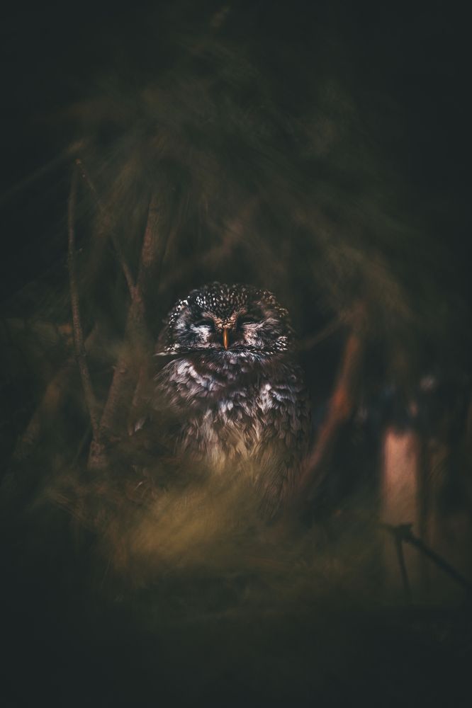 Photograph by Максим Моночков