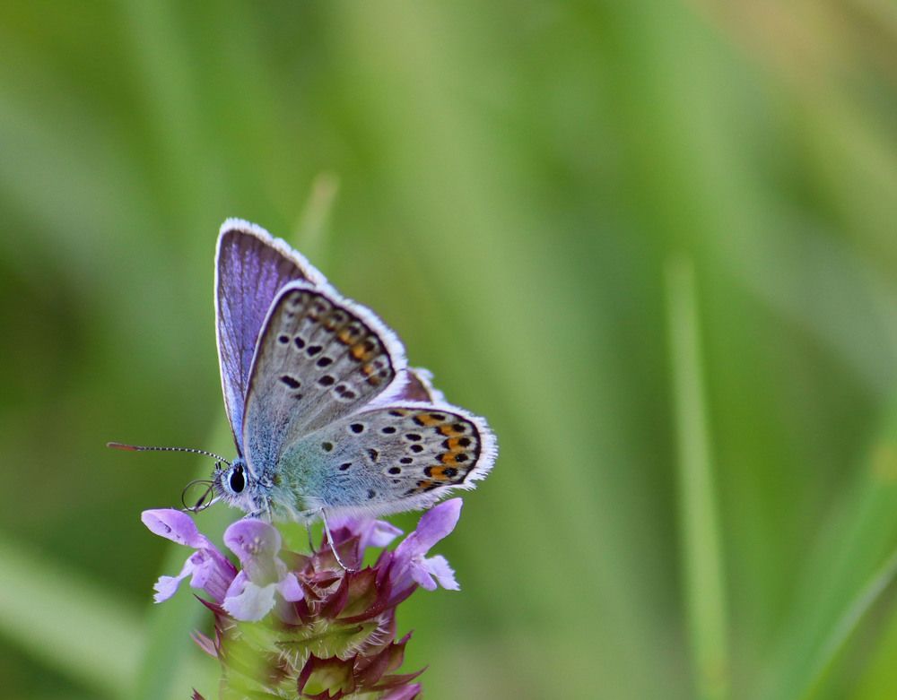 Photograph by Markéta Mastešová