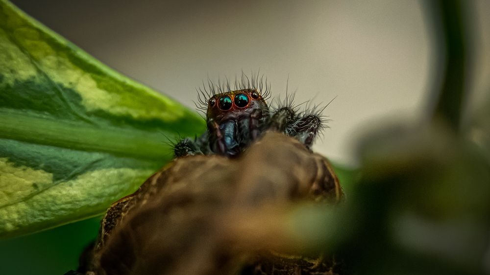 Jumping Spider