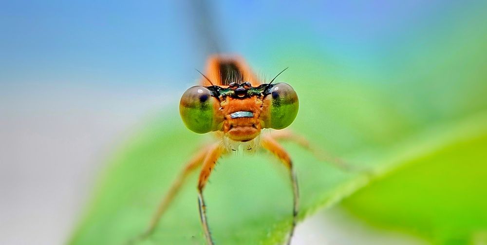 Damselfly