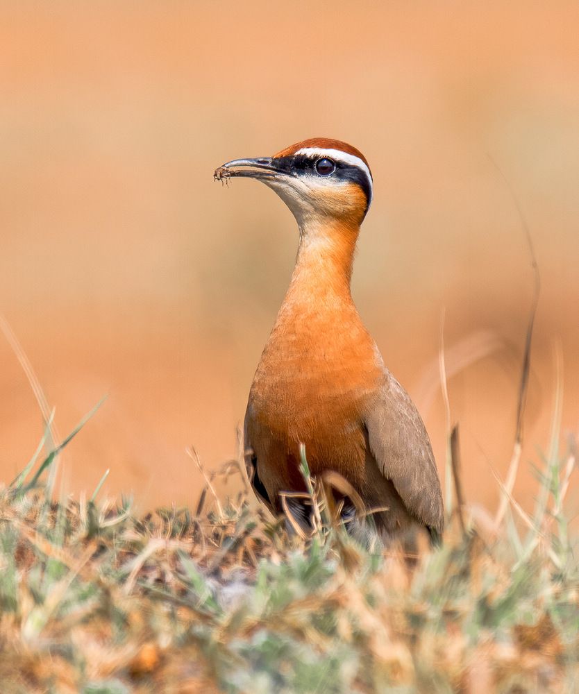 Indian courser