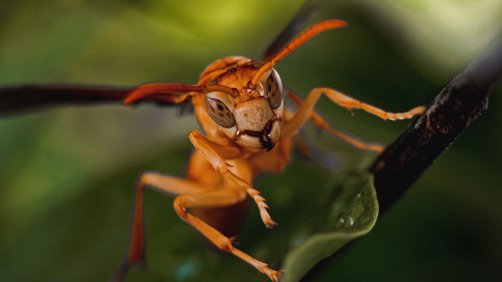 Yellow Paper Wasp